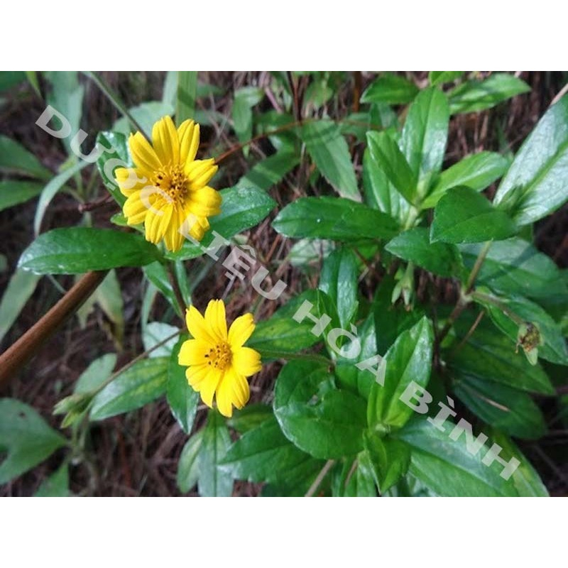 Cây Sài Đất Khô Trị Rôm Sẩy , Giúp Mát Gan Hiệu Quả Thương Hiệu SATOSO - Ảnh 3