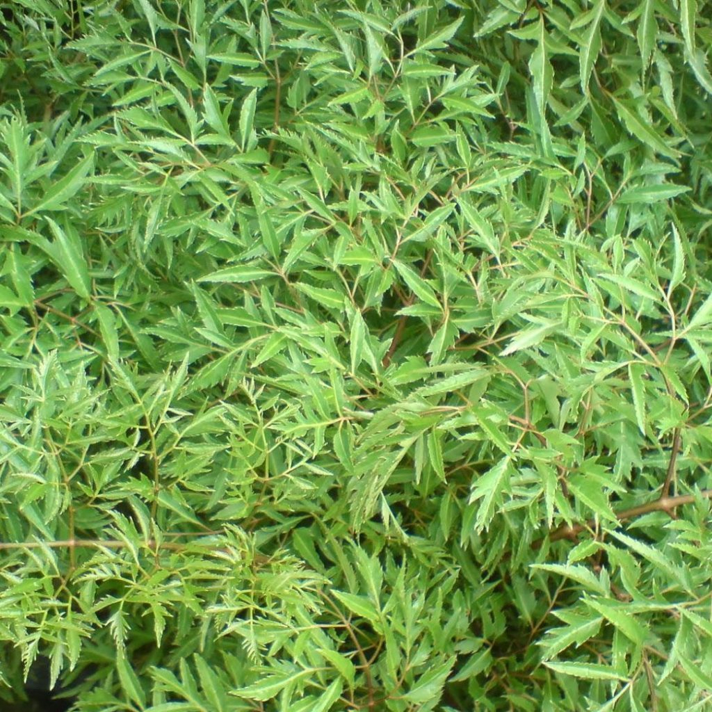 Lá Đinh Lăng khô thương hiệu SATOSO - Ảnh 3