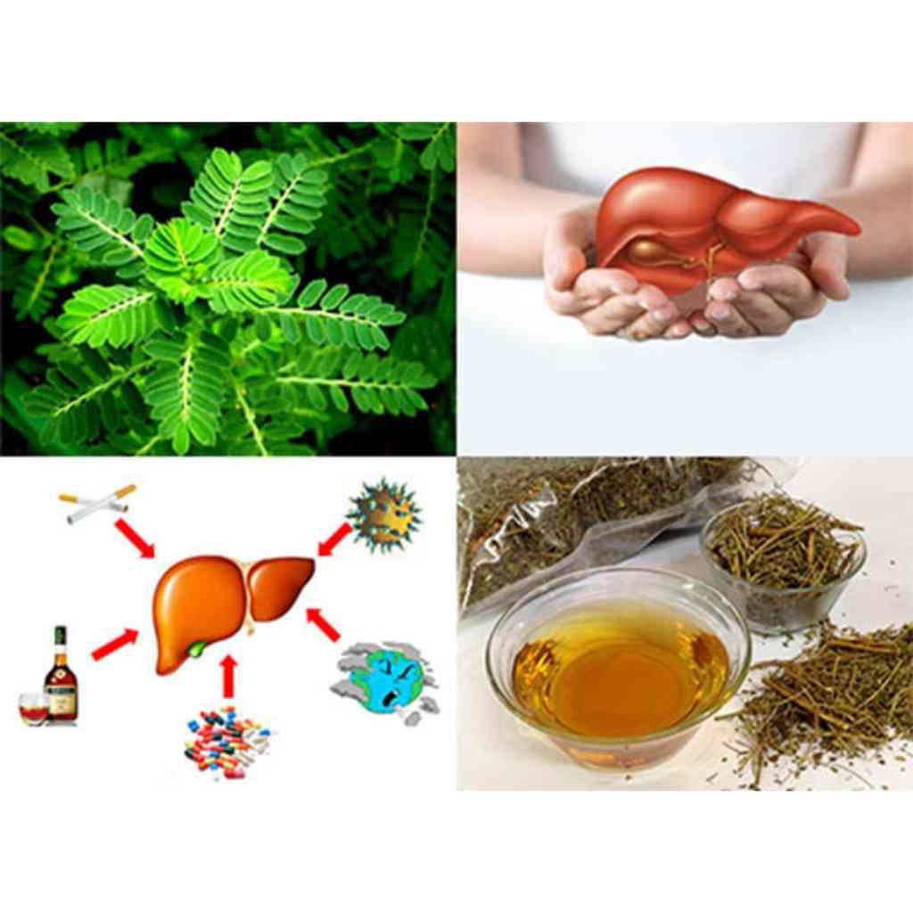 Diệp hạ châu (cây chó đẻ răng cưa) sấy khô hỗ trợ các triệu chứng về gan SATOSO - Ảnh 2