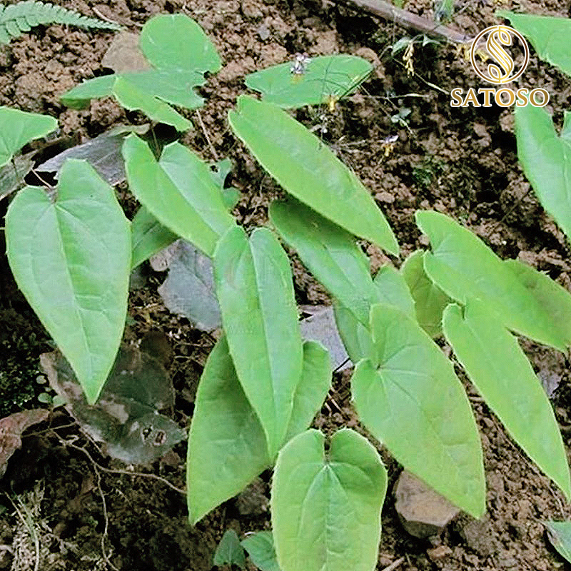 Lá dâm dương hoắc SATOSO - Ảnh 3