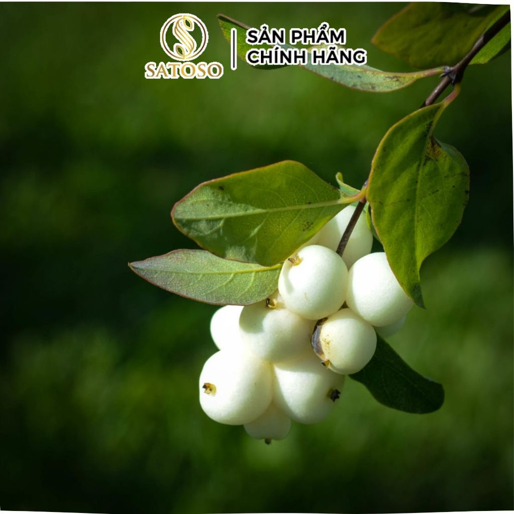 Cây Cơm Nguội Khô SATOSO - Ảnh 3