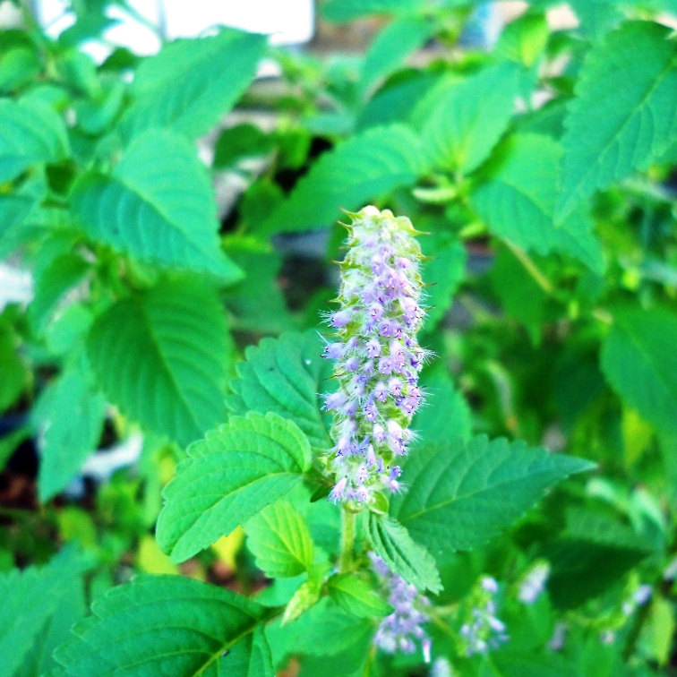 Cây Kinh Giới sấy khô SATOSO - Ảnh 3