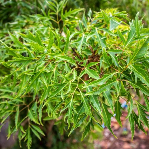 Lá Đinh Lăng Khô Dạng Túi Lọc Thương Hiệu SATOSO