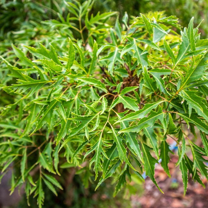 Lá Đinh Lăng Khô Dạng Túi Lọc Thương Hiệu SATOSO