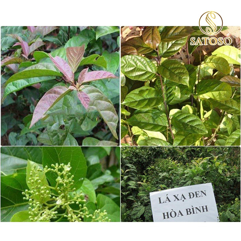 Xạ Đen Khô Túi Lọc Thương Hiệu SATOSO - Ảnh 4