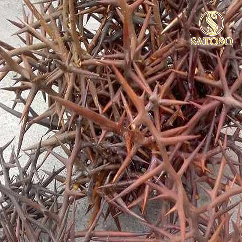 Gai Bồ Kết khô SATOSO - Ảnh 4