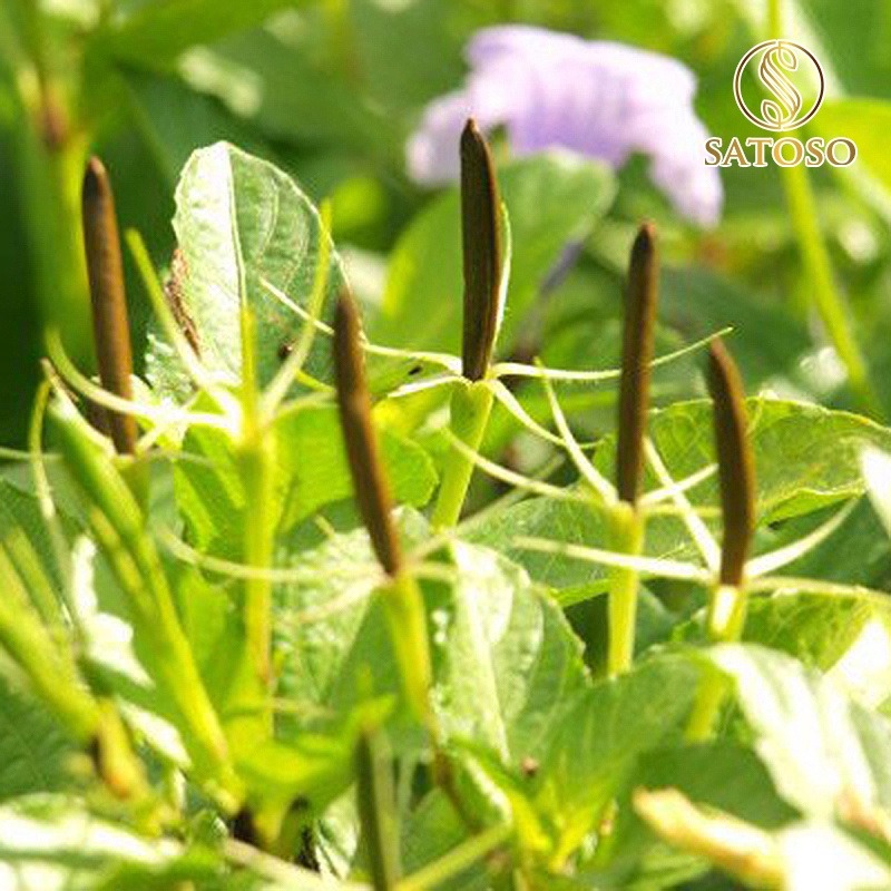 Cây Nổ Khô SATOSO - Ảnh 4