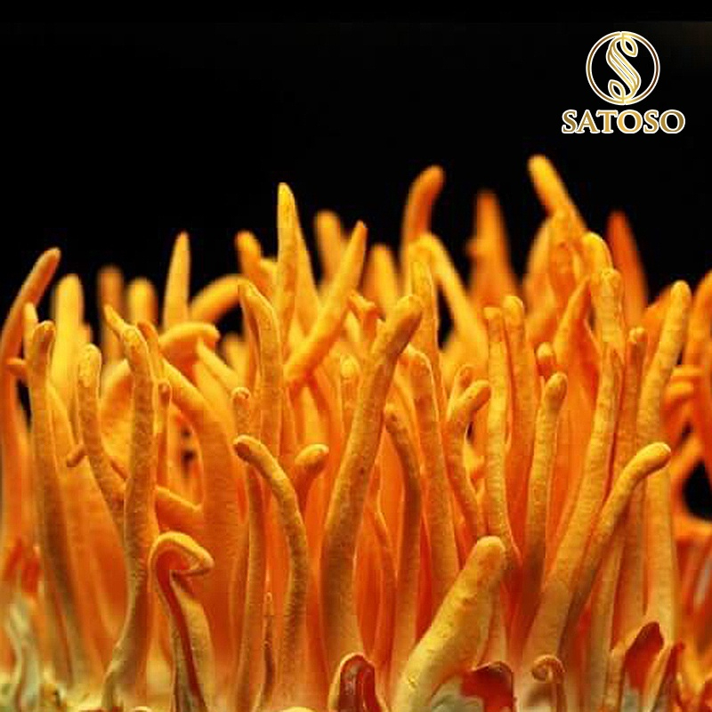 Đông trùng hạ thảo sấy thăng hoa thương hiệu SATOSO - Ảnh 4