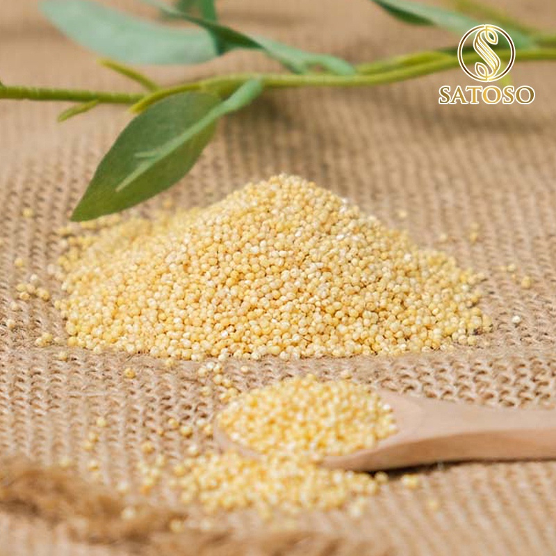 Hạt Kê Nếp Vàng SATOSO - Ảnh 4