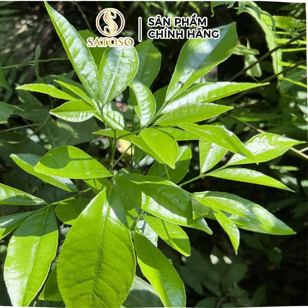 Cây Bưởi Bung Khô SATOSO - Ảnh 4