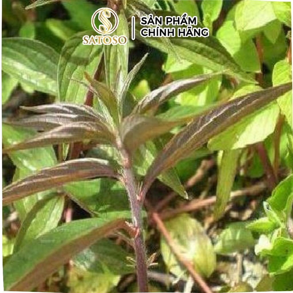 Bọ Mắm Túi Lọc SATOSO Hỗ Trợ Tiêu Hóa, Thanh Lọc Cơ Thể - Ảnh 4