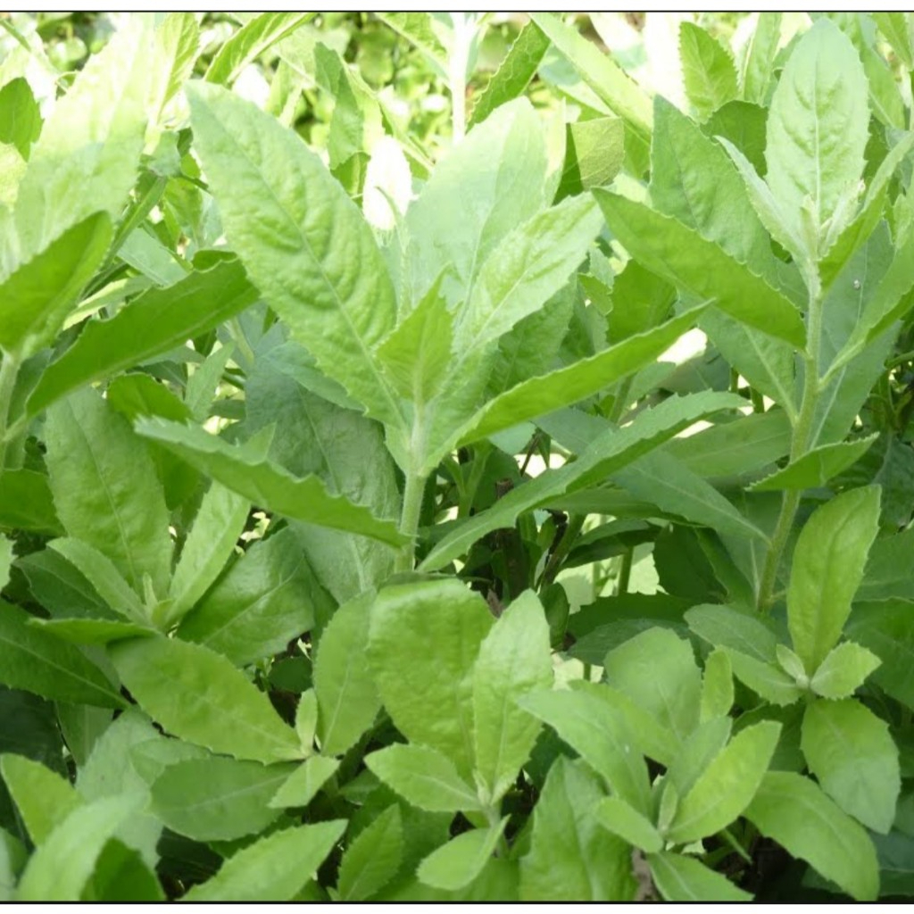 Cây Cúc Tần Sấy Khô, Sạch Satoso - Ảnh 4