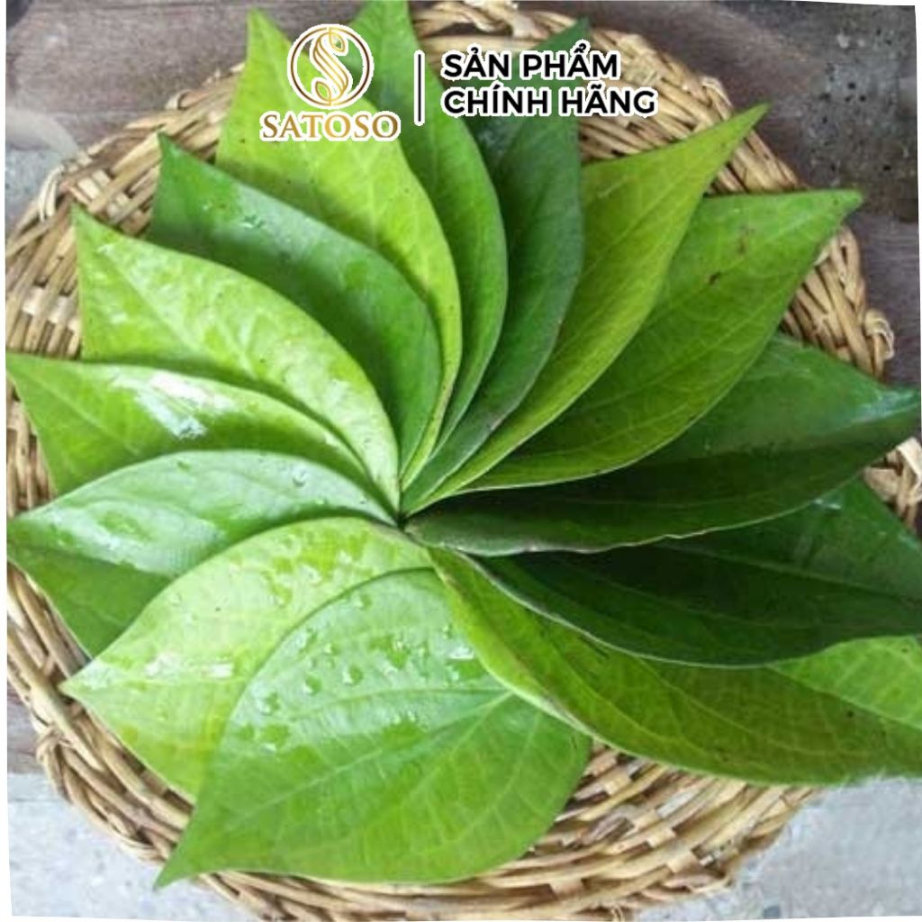 Bột lá trầu không SATOSO - Ảnh 4