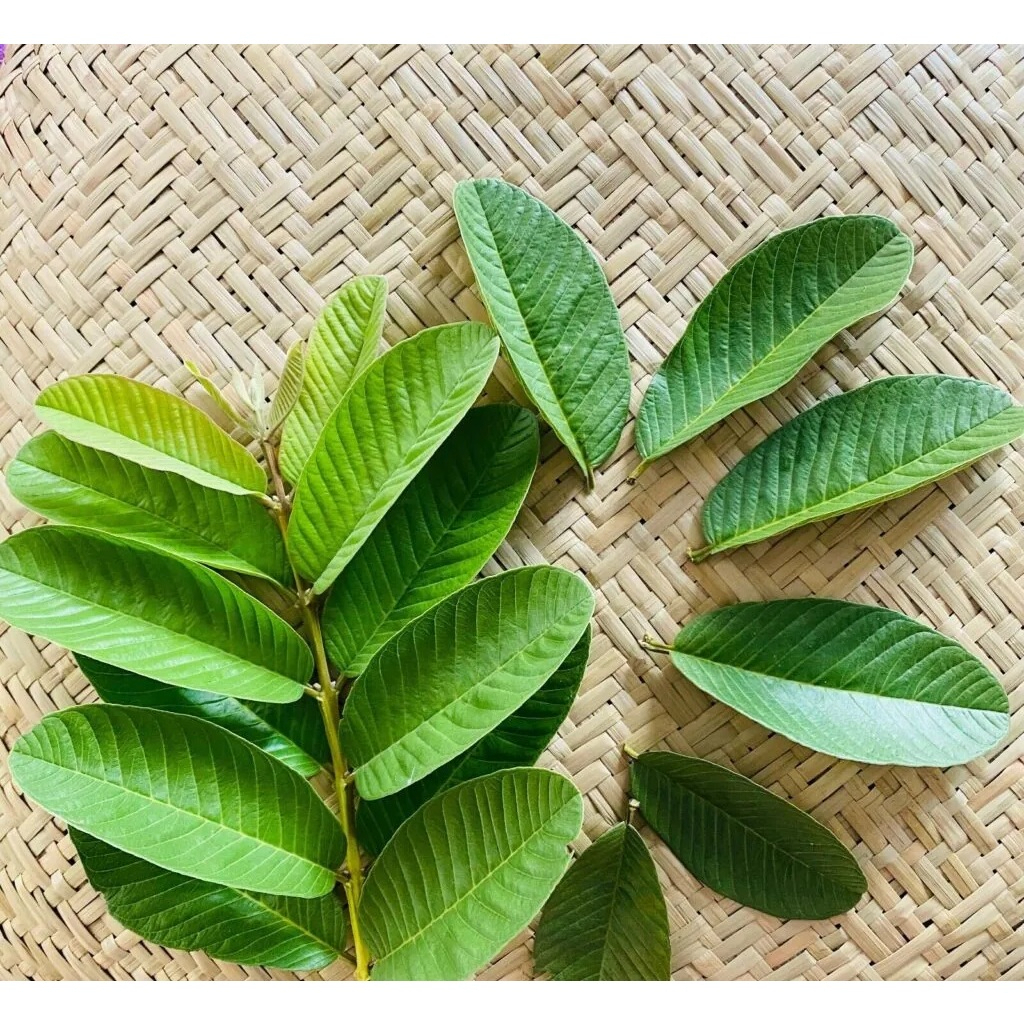 Lá ổi khô túi lọc thượng hạng SATOSO - Ảnh 4