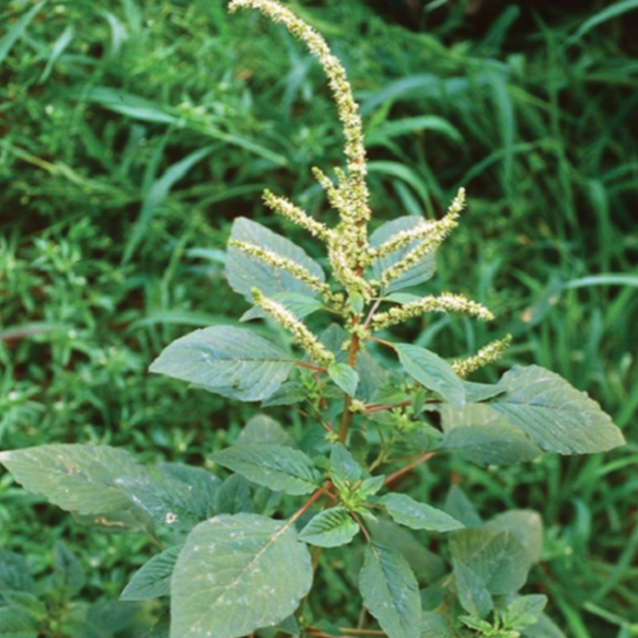 Cây Dền Gai Khô Thương Hiệu SATOSO - Ảnh 4