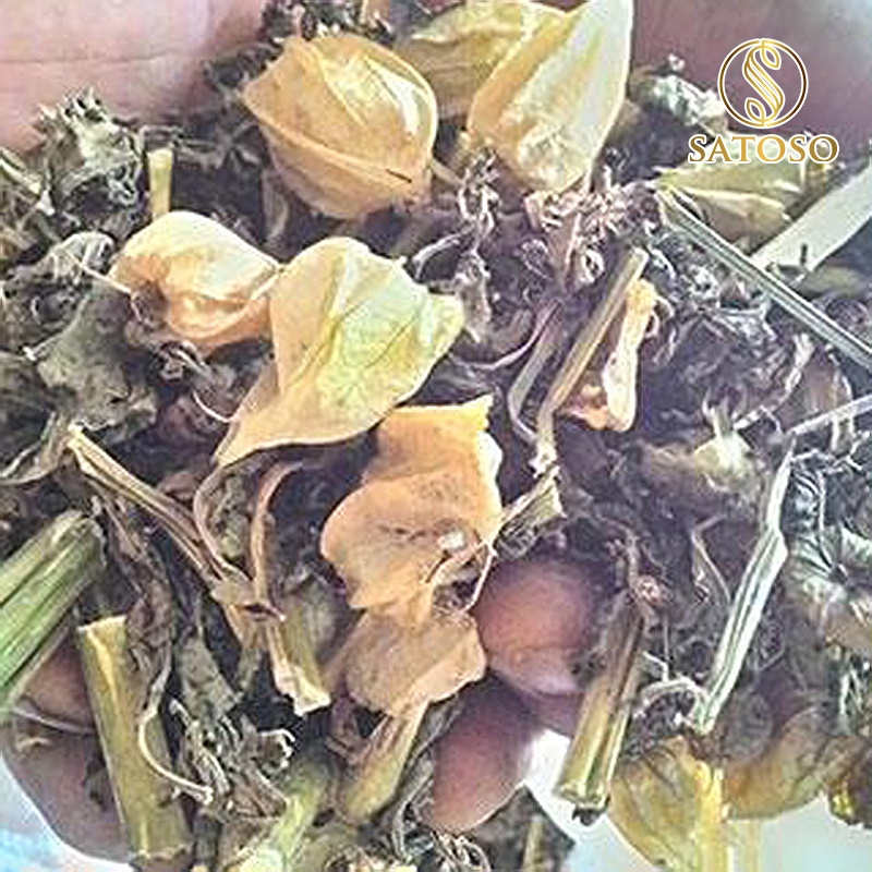 Cây Tầm Bóp SATOSO - Ảnh 4