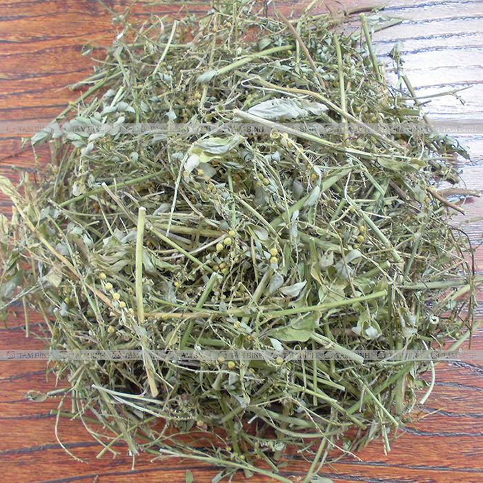 Diệp hạ châu (cây chó đẻ răng cưa) sấy khô hỗ trợ các triệu chứng về gan SATOSO - Ảnh 3