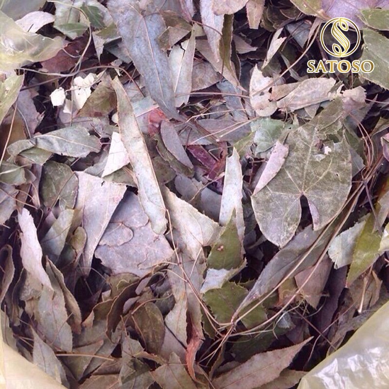 Lá dâm dương hoắc SATOSO - Ảnh 4