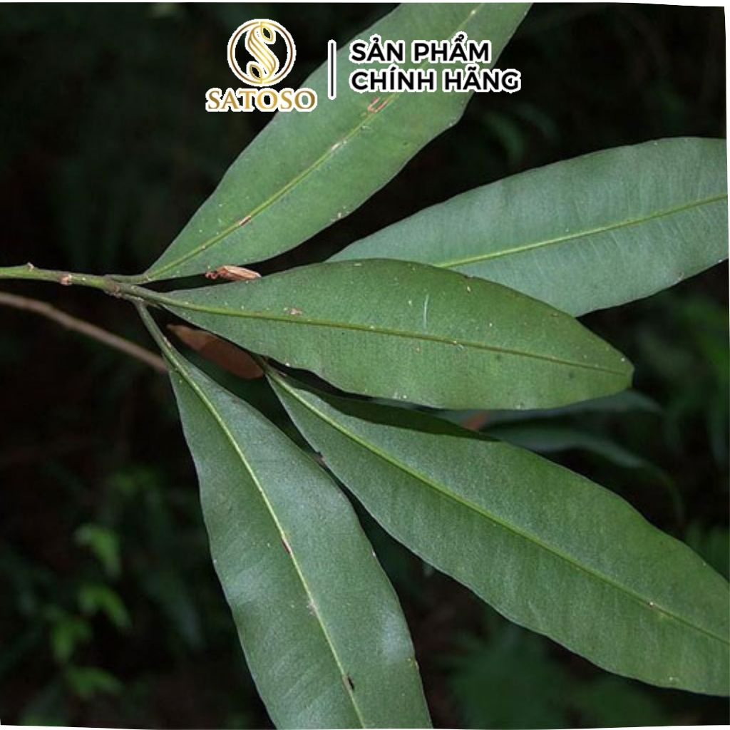 Cây Cơm Nguội Khô SATOSO - Ảnh 4