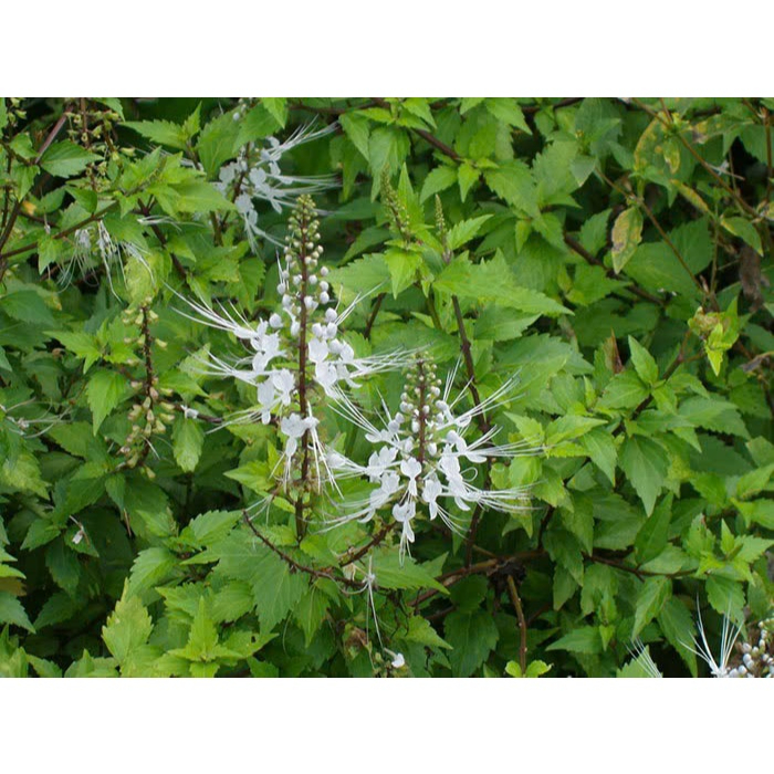 Cây Râu Mèo Khô SATOSO - Ảnh 4