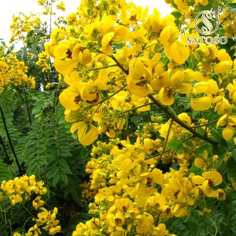 Lá Phan Tả Diệp Khô SATOSO - Ảnh 8