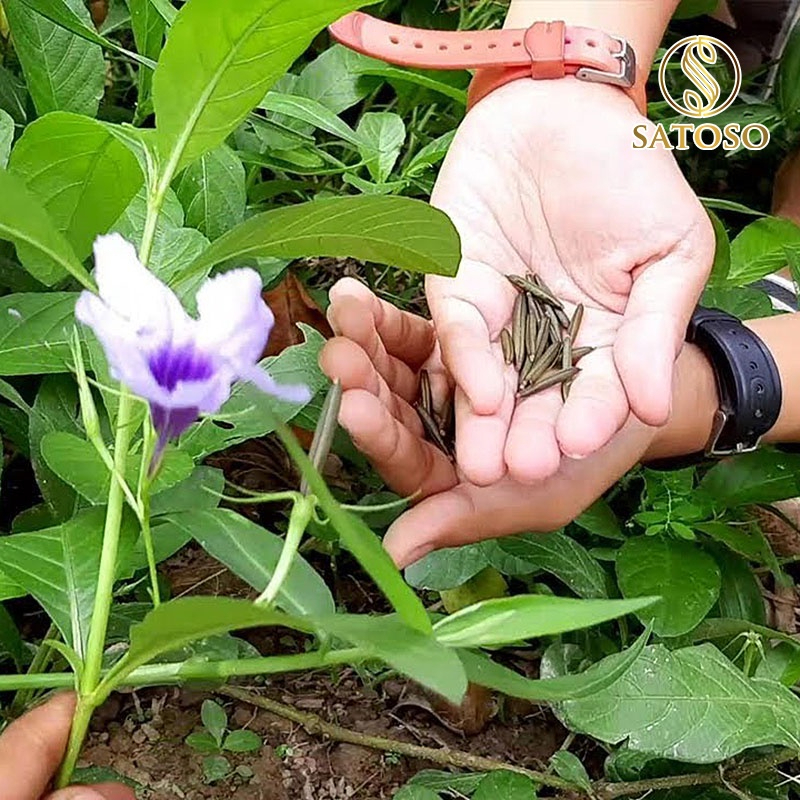 Cây Nổ Khô SATOSO - Ảnh 5