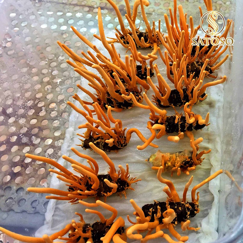 Đông trùng hạ thảo nguyên con ký chủng nhộng tằm thương hiệu SATOSO 50 con tốt cho sức khỏe - Ảnh 5