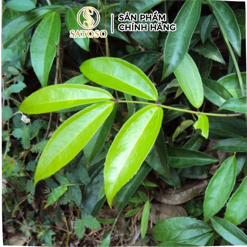 Sâm Xuyên Đá Sấy Khô SATOSO - Ảnh 5