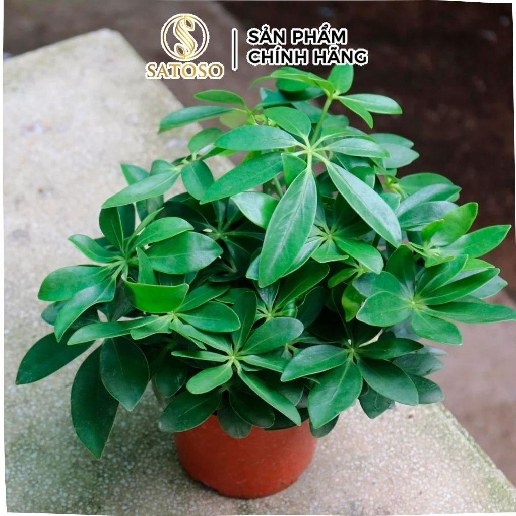 Ngũ Gia Bì Khô SATOSO - Ảnh 5