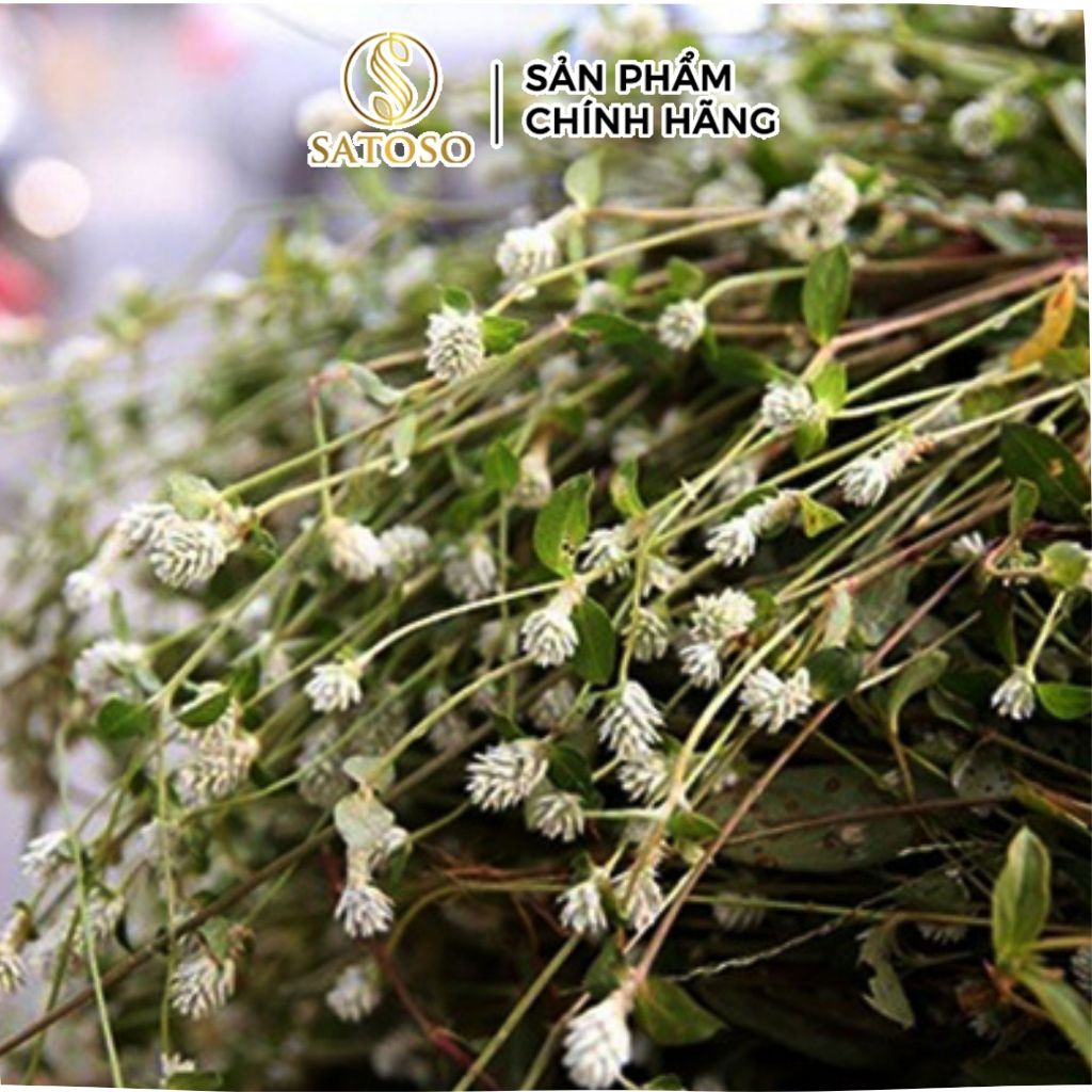 Cây Nở Ngày Đất Khô SATOSO Thảo Dược Tự Nhiên Hỗ Trợ Sức Khỏe - Ảnh 5