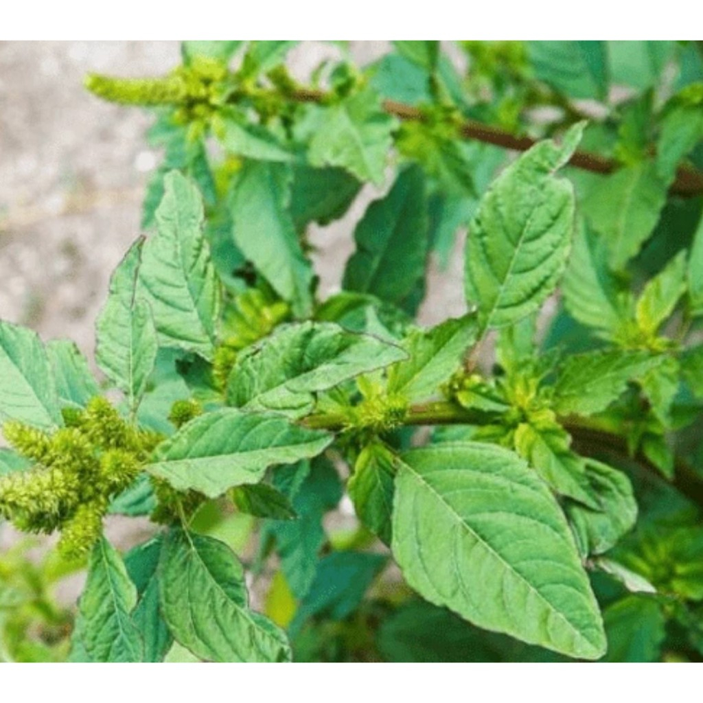 Cây Dền Gai Khô Thương Hiệu SATOSO - Ảnh 5