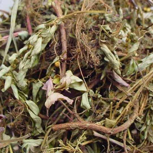 Diệp hạ châu (cây chó đẻ răng cưa) sấy khô hỗ trợ các triệu chứng về gan SATOSO - Ảnh 4