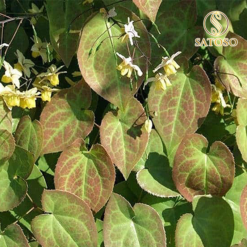 Lá dâm dương hoắc SATOSO - Ảnh 5