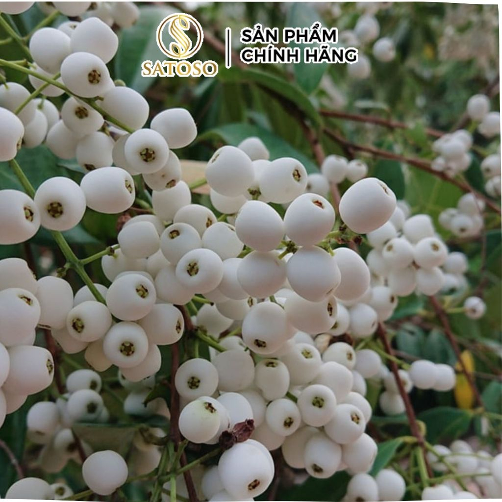 Cây Cơm Nguội Khô SATOSO - Ảnh 5