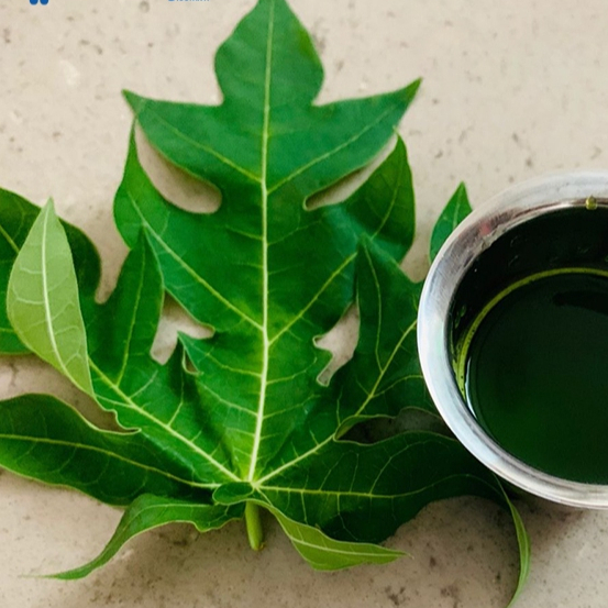 Lá đu đủ đực khô nguyên chất SATOSO - Ảnh 2