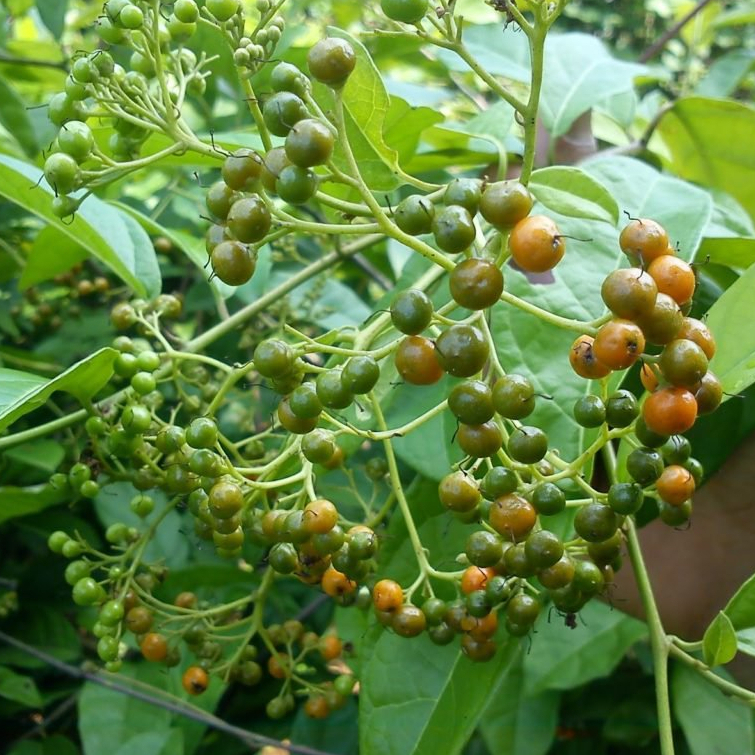 Hạt xạ đen khô SATOSO - Ảnh 4