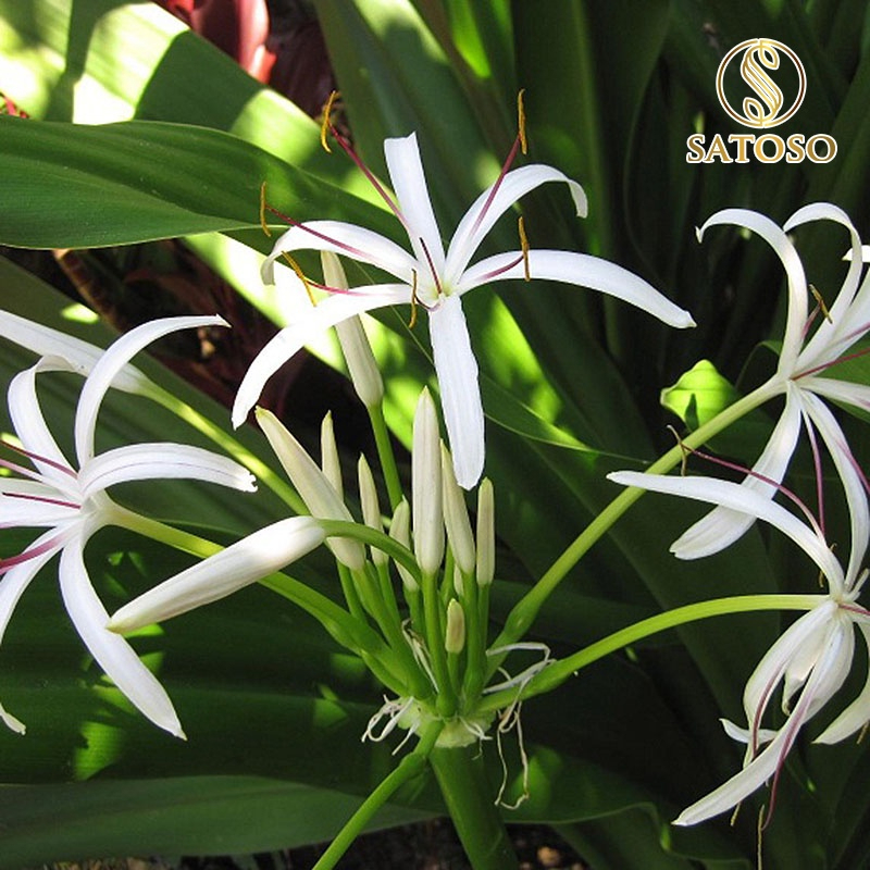 Cây náng hoa trắng khô SATOSO - Ảnh 5