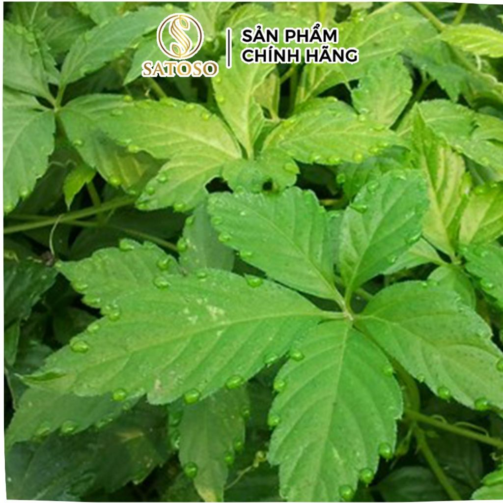 Trà Giảo Cổ Lam Túi Lọc Thương Hiệu Satoso - Ảnh 6