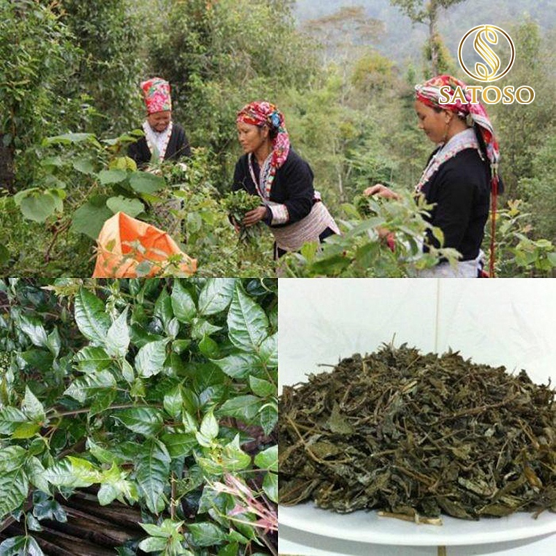 Chè dây Cao Bằng thượng hạng SATOSO - Ảnh 5