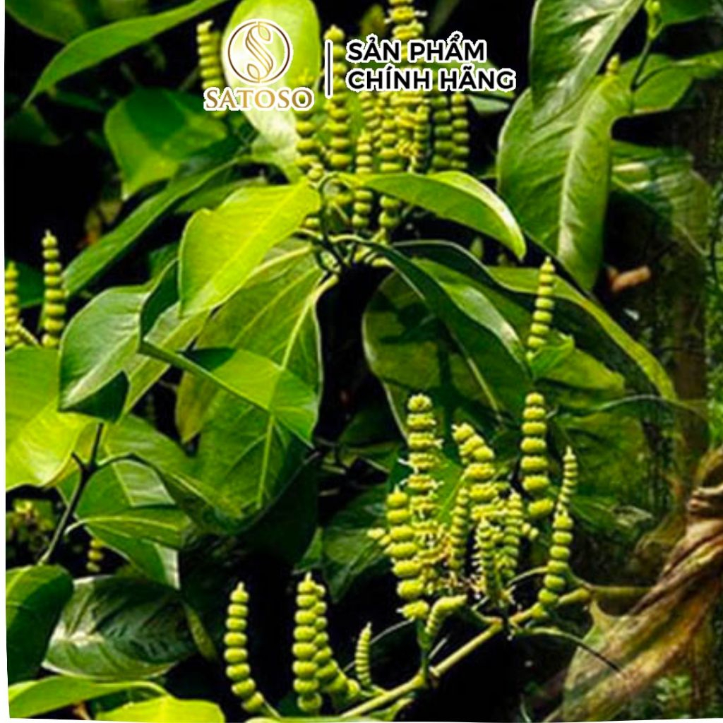 Dây Gắm Khô Satoso - Ảnh 6