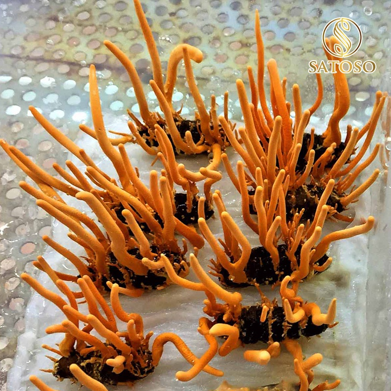 Đông trùng hạ thảo nguyên con ký chủng nhộng tằm thương hiệu SATOSO 50 con tốt cho sức khỏe - Ảnh 6