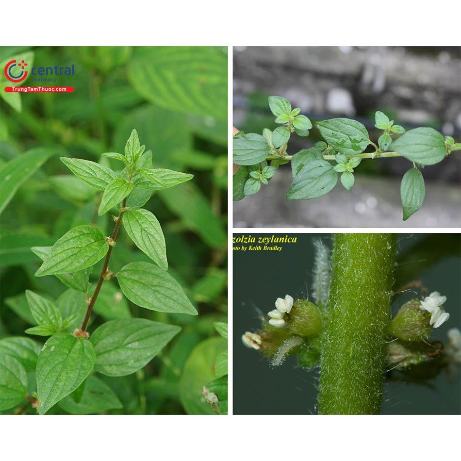 Bọ Mắm Túi Lọc SATOSO Hỗ Trợ Tiêu Hóa, Thanh Lọc Cơ Thể - Ảnh 6