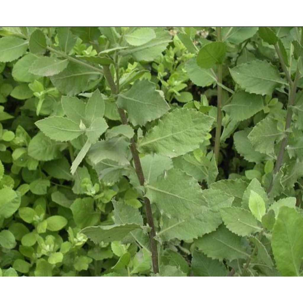 Cây Cúc Tần Sấy Khô, Sạch Satoso - Ảnh 5