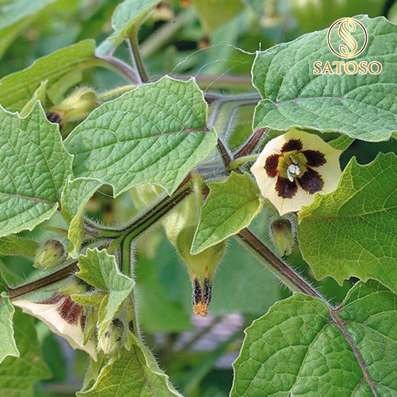 Cây Tầm Bóp SATOSO - Ảnh 5