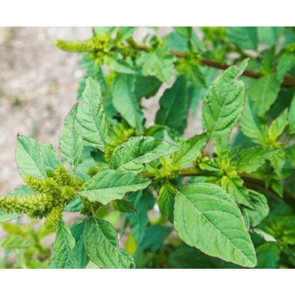 Cây Dền Gai Khô Thương Hiệu SATOSO - Ảnh 6