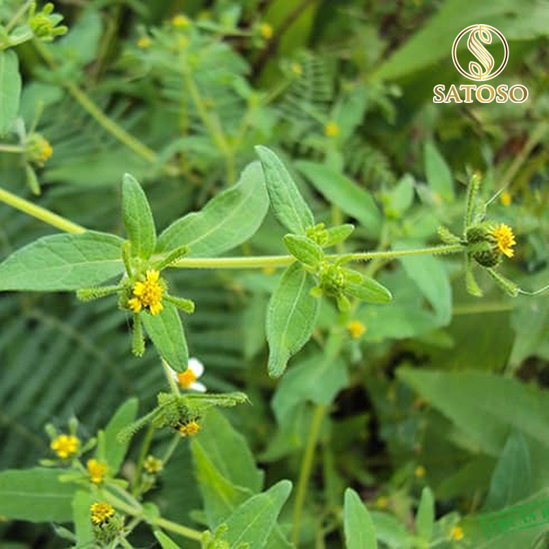 Cây hy thiêm khô SATOSO - Ảnh 6