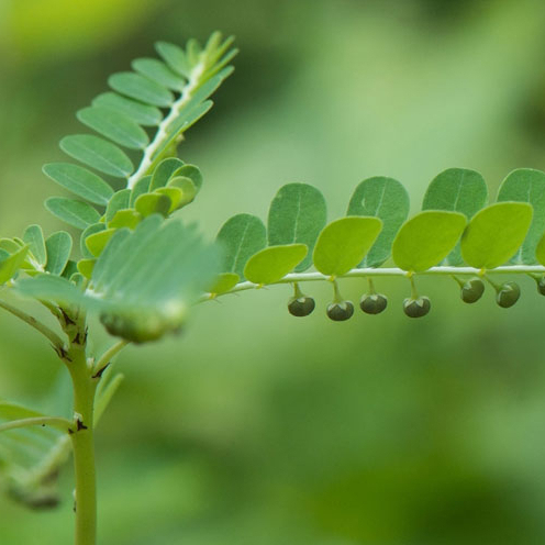 Diệp hạ châu (cây chó đẻ răng cưa) sấy khô hỗ trợ các triệu chứng về gan SATOSO - Ảnh 5