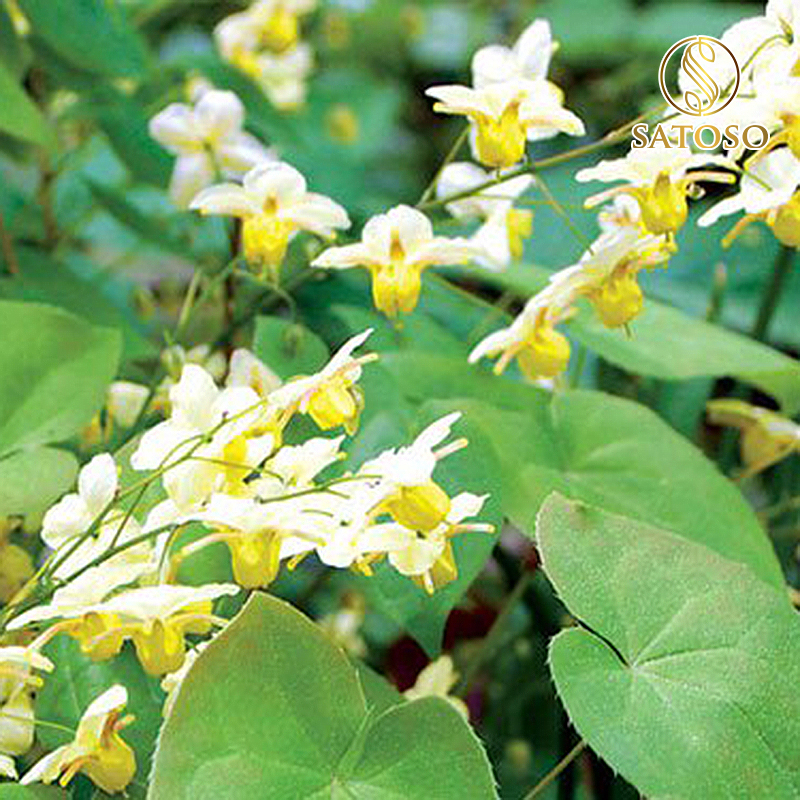 Lá dâm dương hoắc SATOSO - Ảnh 6