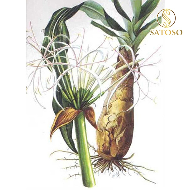 Cây náng hoa trắng khô SATOSO - Ảnh 6