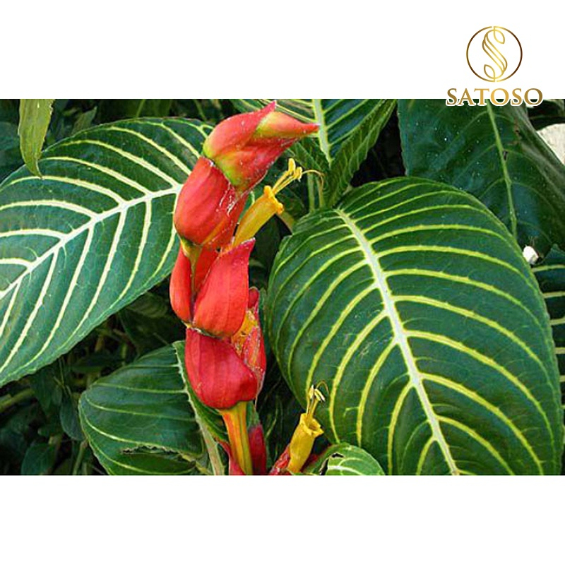 Cây khôi đốm SATOSO - Ảnh 6